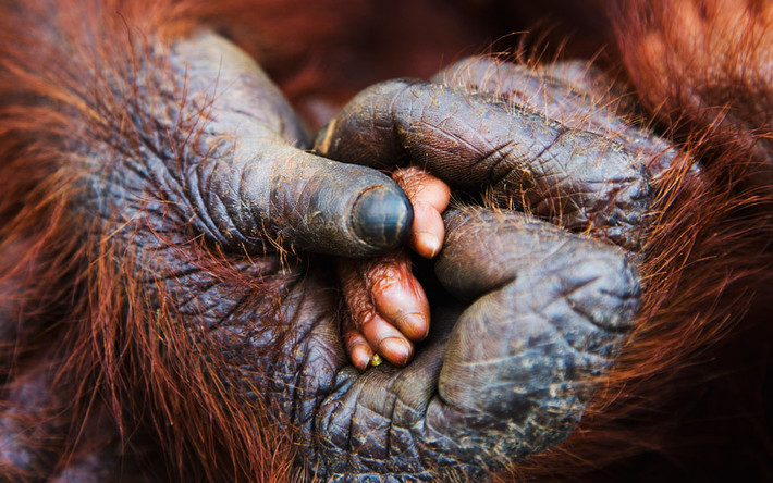 Đười ươi mẹ nắm chặt tay con của nó ở Sumatra, Indonesia. (Nguồn: Telegraph)