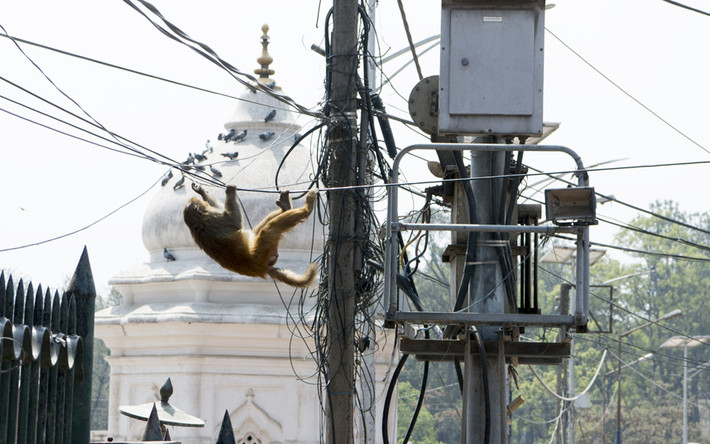 Khỉ leo dây điện trên đường phố bên ngoài ngôi đền Shree Pashupatinath ở thành phố Kathmandu, Nepal. (Nguồn: Telegraph)