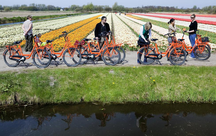 7. Hà Lan: Du khách đạp xe tham quan cánh đồng hoa tulíp ở Noordwijk. (Nguồn: Reuters)