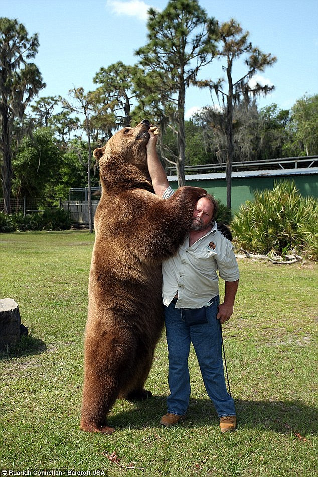 Johnny Welde nuôi 13 con gấu trong nhà ông ở bang Florida, Mỹ.