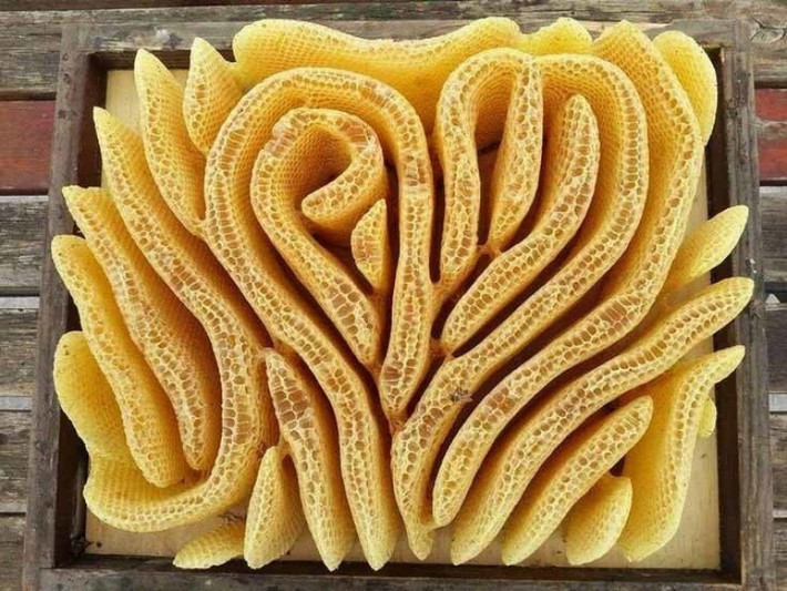 Tổ ong mật.