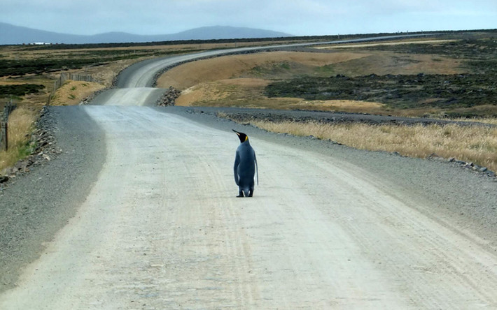 Chim cánh cụt vua một mình đi trên đường gần khu dân cư ở Teal Inlet, Falklands. (Nguồn: Telegraph)