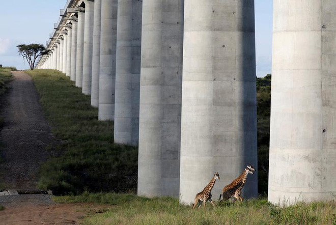 Đàn hươu cao cổ đi qua dưới cây cầu đường sắt Standard Gauge trong vườn quốc gia Nairobi ở Nairobi, Kenya. (Nguồn Guardian)