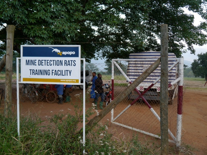 Tổ chức Apopo huấn luyện chuột tại một bãi mìn giả lập ở Morogoro, Tanzania. Bãi mìn được dải khoảng 1.500 quả mìn đã được vô hiệu hóa.