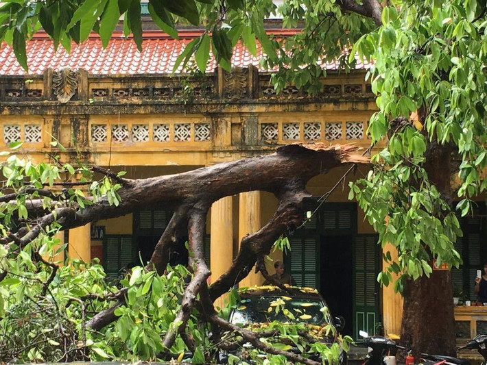 Dự báo, trong các ngày 14-15/5, ở Bắc Bộ tiếp tục xảy ra mưa vừa, mưa to trên diện rộng. Trong cơn dông có khả năng cao xảy ra tố, lốc, mưa đá và gió giật mạnh. Gió giật mạnh khiến cây cổ thụ trên phố Tây Sơn gãy đổ.
