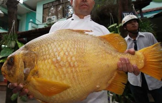 Cá chìa vôi lớn hiện thời có con lên đến 14 kg, giá trị khoản 6 triệu đồng (hơn 400.000 đồng/kg). Cá chìa vôi nước lợ Nhà Bè, Gò Công nổi tiếng ngon. Trung bình những con cá nhỏ 500gr - 900gr đã có giá cả triệu đồng.
