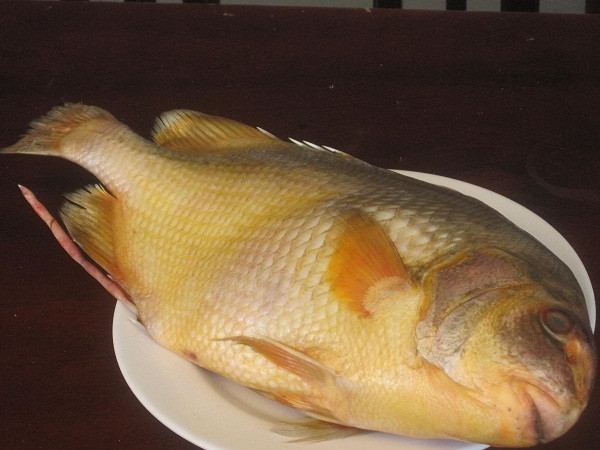 Nhiều chất bổ dưỡng, chế biến các món cháo, gỏi ngon, lạ miệng, cộng thêm sự khan hiếm nên cá chìa vôi luôn được giới sành ăn săn lùng.