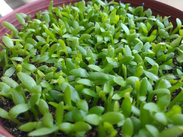 Để trồng, ban đầu, nên chuẩn bị chậu đất tơi xốp hoặc chậu xơ dừa. Tưới nước thật đẫm cho đất, xơ dừa, rồi rải hạt giống đều lên mặt đất, hạt cách nhau 1-2mm, 2/3 hạt nằm dưới mặt đất. Hạt lên mầm đều và đẹp thì phải gieo đều tay - chị Minh Anh cho biết thêm