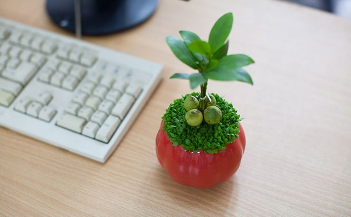 Trồng xen cỏ với các loại cây khác giúp chậu cảnh mini thêm hút mắt, đáng yêu.