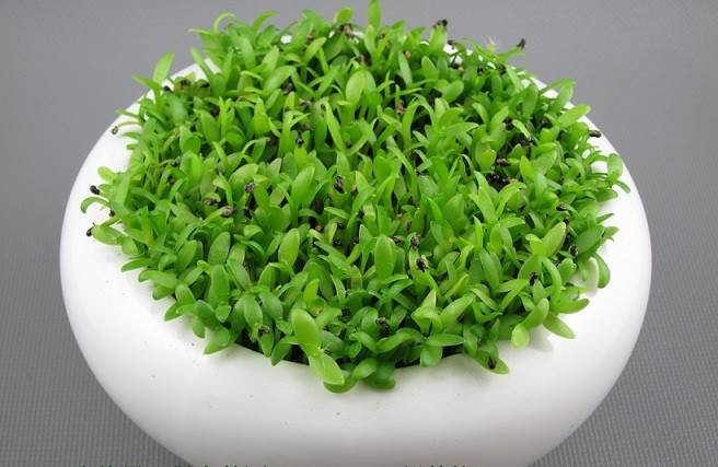 Không quên tưới dạng phun sương sau khi gieo hạt và đặt chậu nơi thoáng mát, tránh ánh sáng trực tiếp và mưa để cỏ lên mầm.