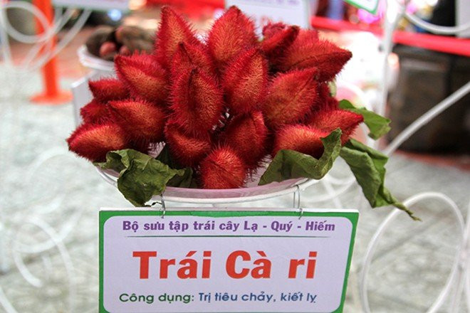 Lá cây chữa lị, sốt, sốt rét, một số bộ phận khác của cây làm thuốc chống say nắng, viêm amiđan, bỏng, viêm màng phổi, trị tiêu chảy, kiết lị. Ảnh quả cà ri tại lễ hội trái cây 2015.