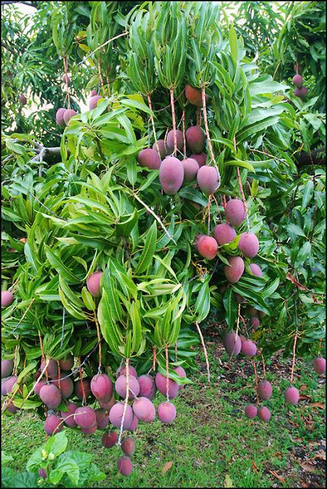 Để trồng xoài tím, có thể gieo hạt, giâm cành giống các loại xoài thông thường.
