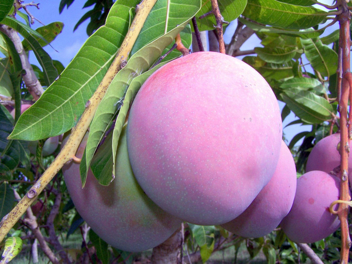 Xoài tím cũng được trồng tại một trang trại ở bang Pernambuco, ở đông bắc Brazil.