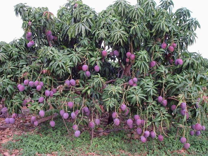 Cây xoài cao trung bình từ 3-4m, thích hợp trồng ở khu vườn nhỏ, thậm chí có thể trồng làm cảnh.