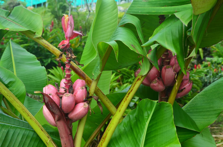 Không ít khách hàng tìm cách mua cây chuối tím hồng này để tự trồng tại nhà. Chị Thái (nhà ở khu Đền Lừ, Hoàng Mai, Hà Nội) cho biết: "Mình từng được bạn đi Thái Lan mua cho chuối tím, ngoài vỏ có lớp nhung, quả nhỏ hơn quả chuối thông thường một chút thì hương vị còn khá ngon. Nếu đặt mua theo nải thì đắt, đành tìm mua giống cây để trồng nhưng đi nhiều cửa hàng cây giống không tìm được vì cây hiếm quá".
