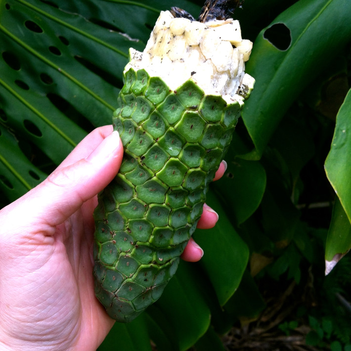 Được mệnh danh là “quái vật của các loại quả”, Monstera deliciosa có độ dài khoảng 30cm với vỏ ngoài bao phủ bởi lớp vỏ với nhiều mắt hình lục giác nhỏ.