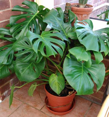 Không chỉ lấy quả, cây Monstera deliciosa thường được trồng để trang trí nội thất trong các tòa nhà, phù hợp với điều kiện sống được cung cấp độ ẩm cao và bóng mát