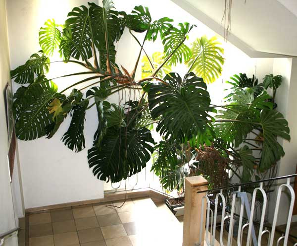 Khảo sát trên các trang mạng online như amazon.com, gardenweb.com, cây Monstera deliciosa bán với giá 6 USD -8 USD (130.000 -175.000 đồng, tùy vào độ tuổi của cây). Giá vận chuyển, đặt hàng cần cộng thêm 8-9 USD (175.000 -195.000 đồng).