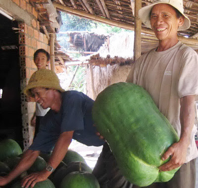 Bí đao khổng lồ đã trở thành nguồn thu nhập chính cho cả trăm hộ dân trong làng. Những giàn bí đao phải cần tới 50-70 cây tre để đảm bảo độ vững chắc. Trái bí dùng lưới, dây treo, nạng tre nâng đỡ.