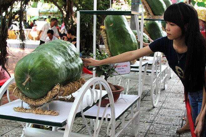 Thương lái từ khắp nơi đổ về làng Chánh Trạch mua hàng chục tấn bí đao. Thậm chí, nhiều người mua hạt giống bí đao để tự trồng. Ảnh trái bí đao khổng lồ tại Lễ hội trái cây 2015.