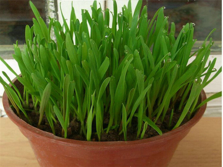 Cỏ lúa mỳ hữu cơ không chỉ trồng làm thức ăn cho chó, mèo, bổ sung chất mà chúng còn trồng làm cảnh rất đáng yêu.