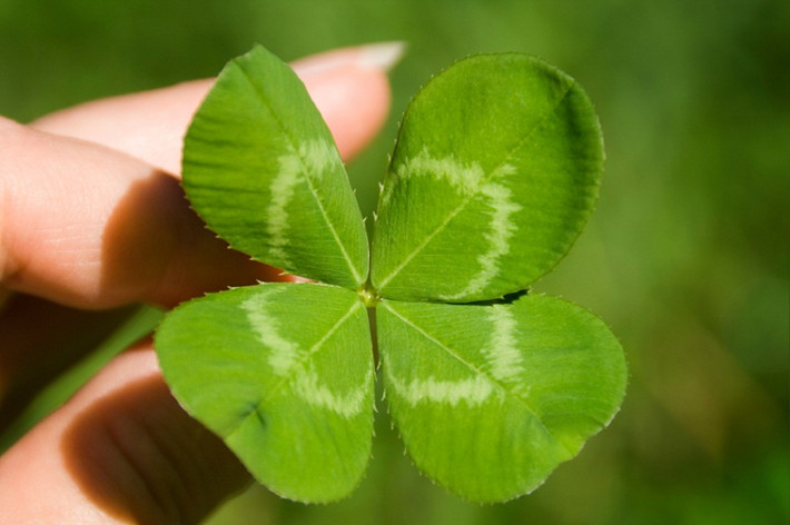 Cỏ ba lá được ưa thích vì khả năng sống cao, chịu được khí hậu khắc nghiệt và không quá cầu chăm sóc. Chiếc lá hình những trái tim chụm lại đẹp mắt.