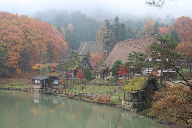 Những con bò tại tỉnh Gifu được nuôi dưỡng trong điều kiện thiên nhiên phong phú, nguồn nước tinh khiết.