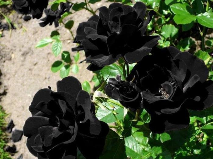 Bỏ hạt giống hoa hồng vào khu hỗn hợp chất carbon và phân bón. Tiếp theo bỏ đất hữu cơ phủ nhẹ lên hạt, dùng bình xịt nước tạo ẩm cho hạt giống hoa hồng nảy mầm.