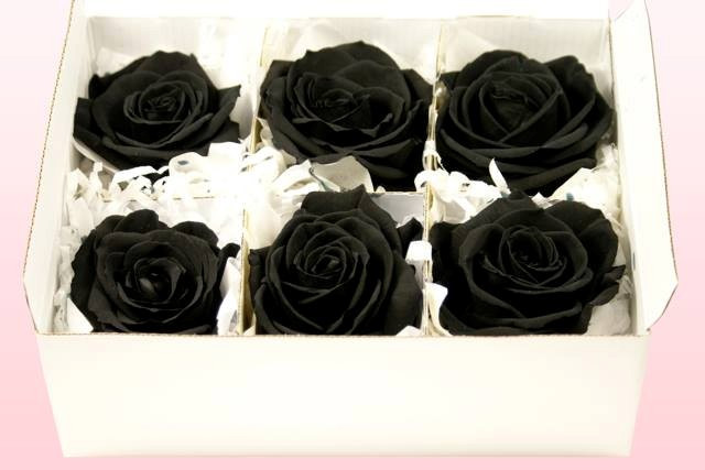 Vào các dịp như Valentine, 8/3, 20/10, các cửa hàng hoa lớn mới nhập hoa hồng đen về để bán. Mỗi bông hồng đen tươi có giá từ 250.000 đồng đến 300.000 đồng. Hoa hồng đen ướp tươi nhập khẩu từ Ecuador không cành 250.000-350.000 đồng/bông.