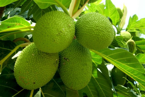 Nắm bắt được cơn "sốt" sa kê, không ít cửa hàng bán cây giống cũng rao bán loại cây này, giá cây sa kê dao động từ 20.000 -120.000 đồng (cao từ 25 - 70cm). Riêng những cây cao trên 1m rao bán cả triệu đồng.