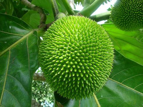 "Khách mua vì tò mò quả lạ, và muốn thay đổi món ăn hàng ngày. Thậm chí có khách mua trên 5kg tích trữ sẵn trong tủ lạnh vì sợ hết hàng lại phải chờ lâu" - chị Hoa cho biết thêm.