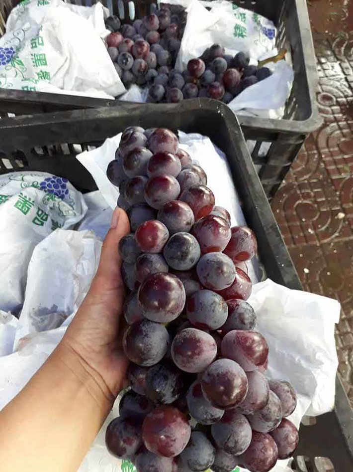 Thực tế, Trung Quốc trồng đủ các loại nho. Mùa này đang là nho đen không hạt bên Trung Quốc nên hàng về ồ ạt. Khi nhập về nguyên thùng, mỗi chùm nho đều được bọc riêng vào bao túi bên ngoài có chữ Trung Quốc. Ảnh: Vietnamnet.