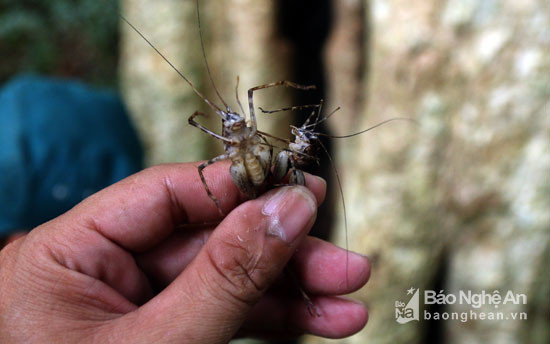 Theo đó, không chịu được khói, những con dế rừng nhảy ra khỏi hốc cây và bị tóm. Ảnh: Đào Thọ