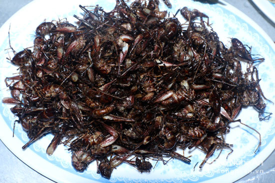 Nếu gặp may, có những hốc cây săng lẻ cho hơn 1 kg dế rừng. Ảnh: Đào Thọ