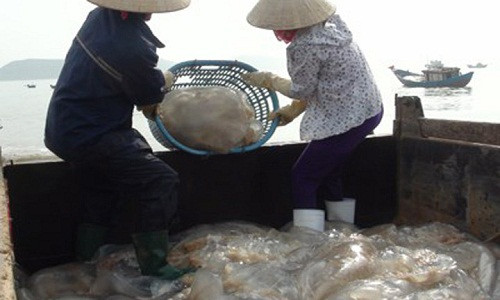 Mỗi ngày đi vớt sứa biển, một ngư dân cũng kiếm được từ 2 – 3 triệu đồng (Ảnh: Dân trí)