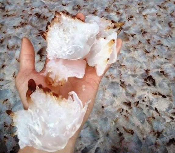 Chân và đầu sứa có giá cao hơn thân sứa. Trong ảnh là những chân sứa sau khi được phân loại (Ảnh: Dân trí)