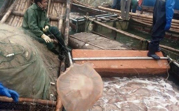 Gian nan nghề "vớt vàng trắng" trên biển (Ảnh: Báo Thanh Hóa)