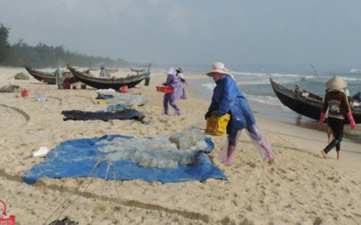 Để tránh sứa biển dính vào người gây rát da thậm chí là nhiễm trùng, người dân thường mang áo quần bảo hộ, tay chân đều được bịt kín tránh tiếp xúc với sứa (Ảnh: KT)