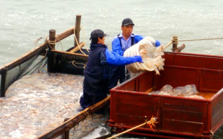 Để có được những đồng tiền trên họ phải “đổ mồ hôi sôi nước mắt” với nghề được coi là "vớt vàng trắng" trên biển (Ảnh: KT)