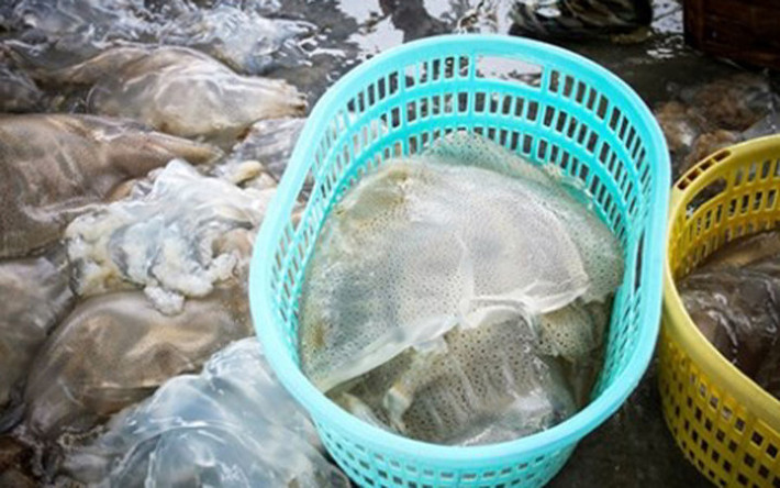 Sứa bắt được thường trữ trong các khoang lớn của thuyền, thúng trước khi tập kết vào bờ (Ảnh: KT)