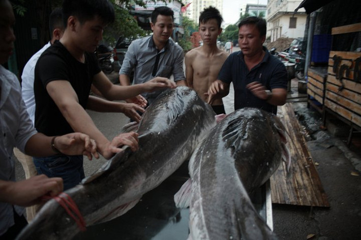Cặp cá lăng có giá bán lên tới 920.000 đồng/kg nhưng không đủ để phục vụ khách hàng. Ảnh: VTC.