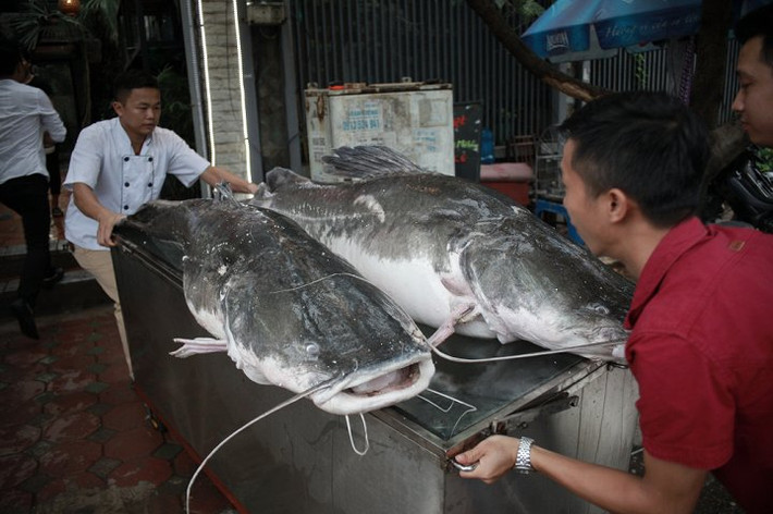 Trong hai con cá lăng này, một con nặng 192kg còn một con nặng 105kg. Ước tính tổng giá trị của cặp cá lăng gần 300 triệu đồng. Ảnh: Tinmoi.