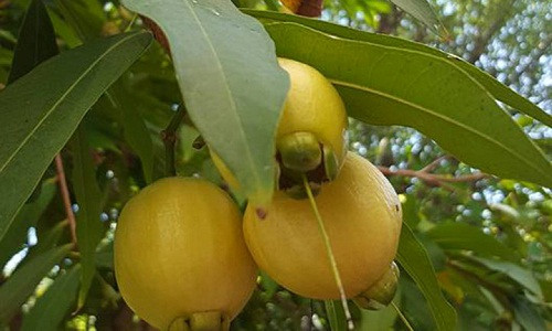 Trái lý miền Tây là loại quả ở "vương quốc trái cây" miền Tây (Ảnh: Hung Pham)