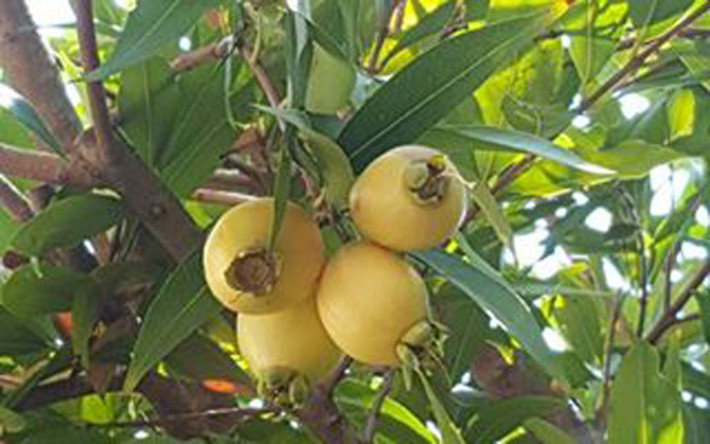 Trái lý trông giống mận nhưng bên trong ít nước hơn (Ảnh: Hung Pham)