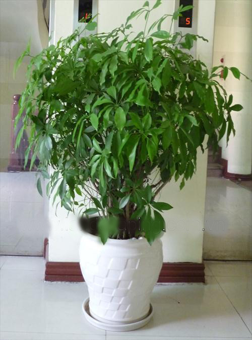 Ngũ gia bì được nhiều gia đình trồng để làm cảnh cho không gian sinh hoạt nhưng ít ai biết nó cũng là cây đuổi muỗi hiệu quả. Ảnh: Cayvahoa.