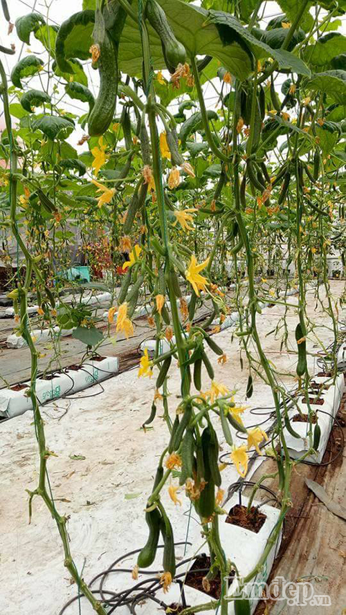 Sau khi chia sẻ một vài bức ảnh lên mạng xã hội, Vy được bạn bè và nhiều người quan tâm, ngỏ ý muốn học hỏi cách trồng và chăm sóc cây, đặc biệt là cà chua và các loại dưa.