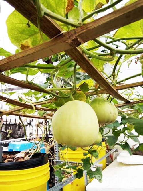Cô nàng cho biết, cách trồng dưa và cà chua của mình không khác nhiều so với cách thông thường. Nhưng bí quyết mấu chốt giúp cho cây ra quả thành công là chăm sóc thật cẩn thận, không bỏ bước và sử dụng phân sinh học chống sâu bệnh.