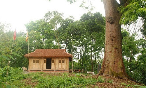 Cây lim xanh này có tuổi đời khoảng 1.100 năm, cao hơn 45m, đứng thẳng giữa một ngọn đồi thấp ở trung tâm khu dân cư. Đường kính thân cây ước tính 2,75m; chu vi gốc bạnh là 7,45m.