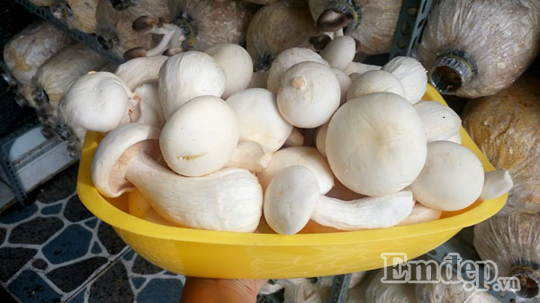 Và khi đã thu hoạch xong.