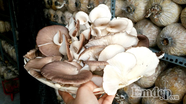 Nấm khi thu hoạch trông tươi ngon miễn bàn. Bạn có thể cho vào tủ lạnh để bảo quản trong 2-3 ngày.